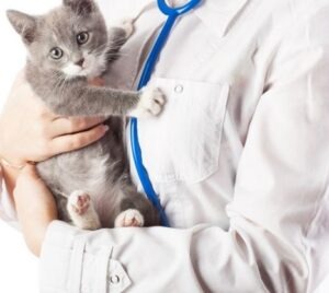 chat dans les bras du veterinaire